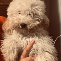 Cucciolo di varboncino bianco nano