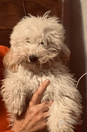 Cucciolo di varboncino bianco nano