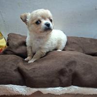 Chihuhua