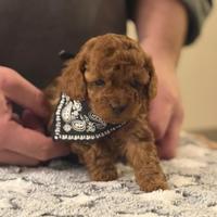 Barboncini toy fulvo con pedigree
