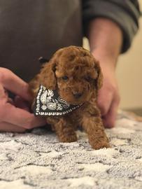 Barboncini toy fulvo con pedigree
