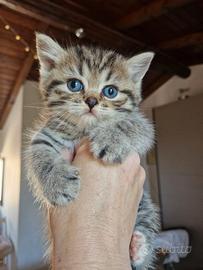 Leone Splendido british brown tabby