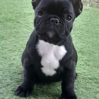 Bulldog francese cucciola