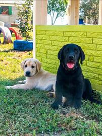 Cuccioli di Labrador Retriever