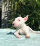 bull-terrier-miniature