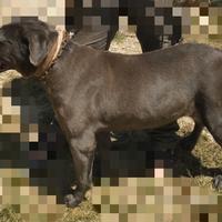 Cuccioli cane corso pedigree enci