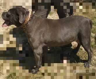 Cuccioli cane corso pedigree enci