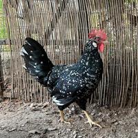 Galline Ancona