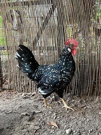 Galline Ancona