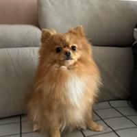 Cagnolina Pomerania