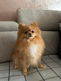 Cagnolina Pomerania
