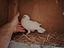 Immagine 1