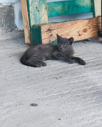 Gattini (nero, fumè, bianco e grigio)