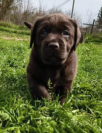 Labrador selezione cioccolato pedigree ENCI