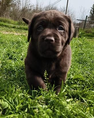 Labrador selezione cioccolato pedigree ENCI
