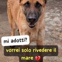 Spartaco pastore malinois 6 anni