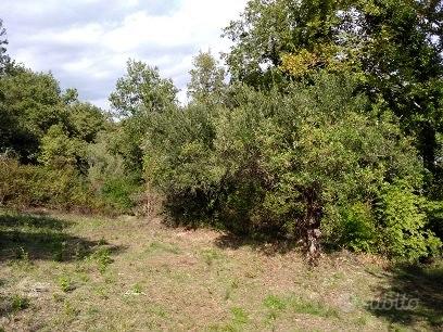 Terreno agricolo di 2,2 ettari con 2 ruderi - Vista 2