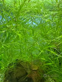 La pianta ? e facile da mantenere in acquario
