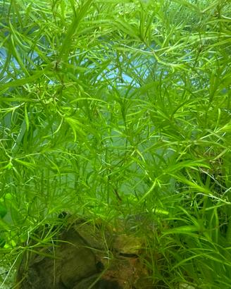 La pianta ? e facile da mantenere in acquario