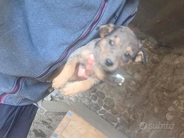 Cuccioli meticci
