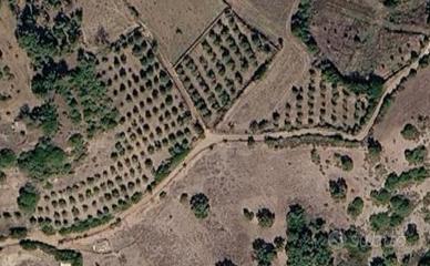 Terreno edificabile con uliveto
