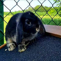Cuccioli conigli nani Ariete coniglietti