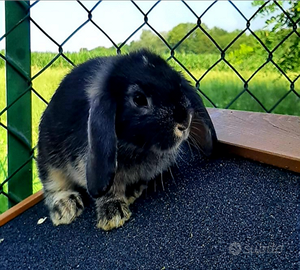 Cuccioli conigli nani Ariete coniglietti