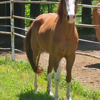 Paint horse