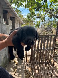 Cuccioli di Labrador Retriever