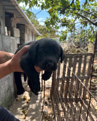Cuccioli di Labrador Retriever