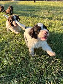 Cuccioli lagotto romagnolo