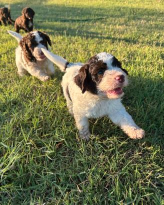 Cuccioli lagotto romagnolo