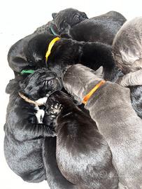 Cane corso italiano cuccioli