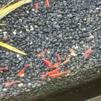 Neo caridine red cherry Caridine