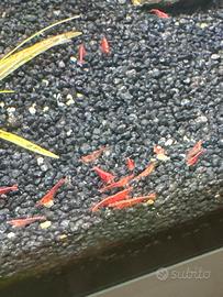 Neo caridine red cherry Caridine