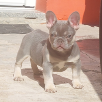 Cuccioli Bulldog Francese