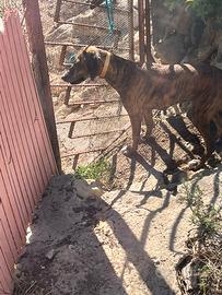 Cane da caccia