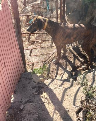 Cane da caccia