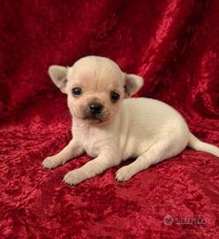 Meravigliosi Chihuahua pedigree Enci