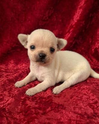 Meravigliosi Chihuahua pedigree Enci