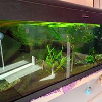 Acquario
