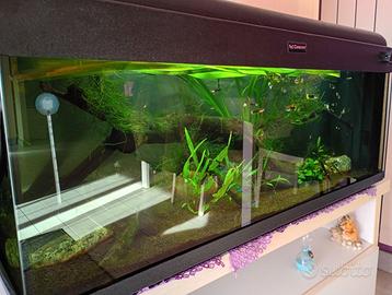 Acquario
