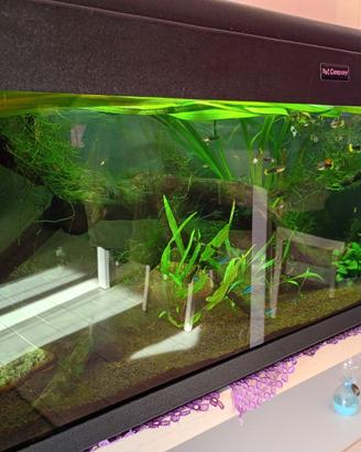 Acquario
