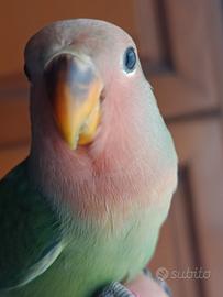 Inseparabili allevati a mano