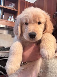 Ultima cucciola golden retriever americano