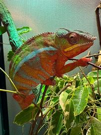 Camaleonte F. pardalis ambilobe