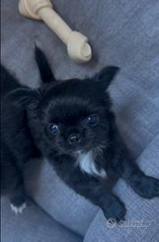 Chihuahua con pedigree