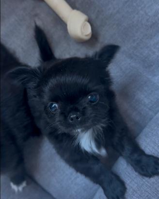 Chihuahua con pedigree