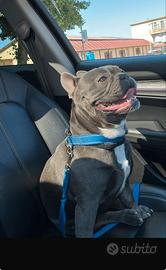 Bulldog francese