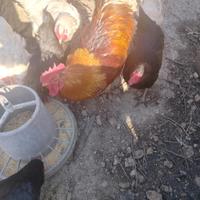 Galli di varie ragazze